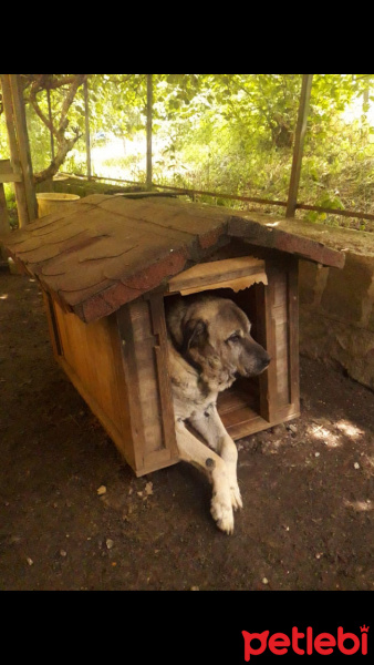 Kangal, Köpek  Cesur fotoğrafı