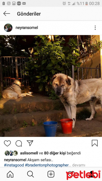 Kangal, Köpek  Cesur fotoğrafı