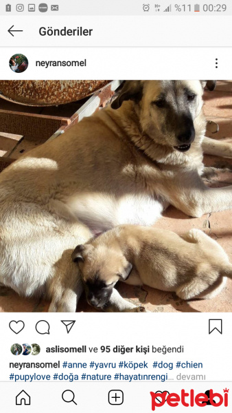 Kangal, Köpek  Barki fotoğrafı