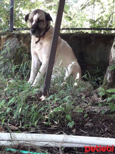 Kangal, Köpek  Ses fotoğrafı