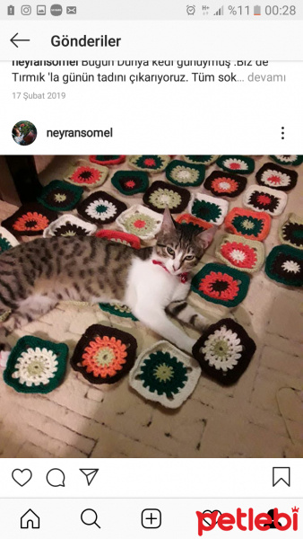 Tekir Kedi, Kedi  Tırmık fotoğrafı