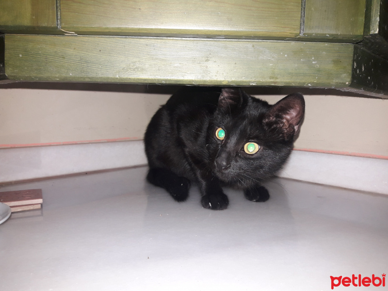 Bombay, Kedi  Zeytin fotoğrafı