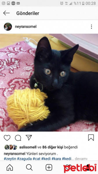 Bombay, Kedi  Zeytin fotoğrafı
