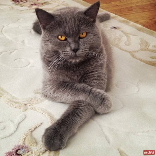 British Shorthair, Kedi  badem fotoğrafı