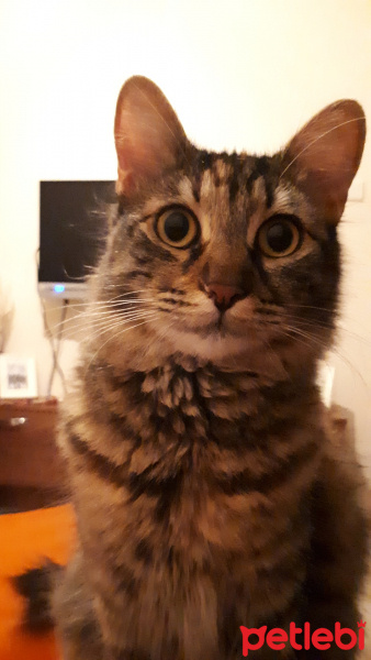 Tekir Kedi, Kedi  Mırmır fotoğrafı