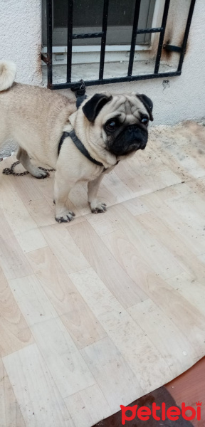 Pug, Köpek  Pars fotoğrafı