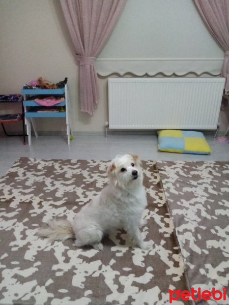 Maltese, Köpek  Berduş fotoğrafı