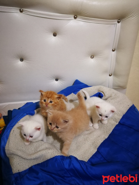 Chinchilla, Kedi  Pati fotoğrafı