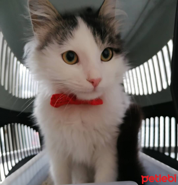 Tekir Kedi, Kedi  Yumak fotoğrafı