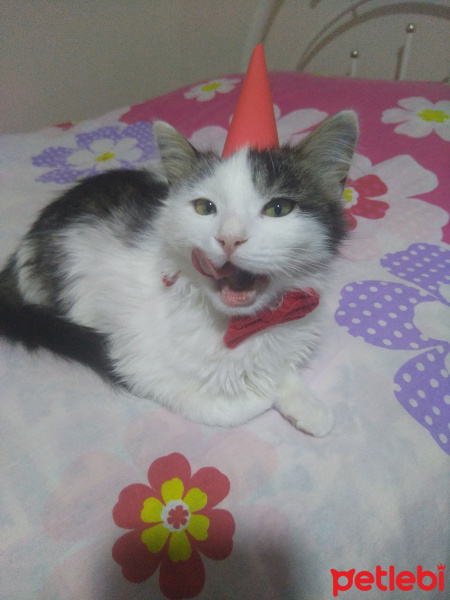 Tekir Kedi, Kedi  Yumak fotoğrafı