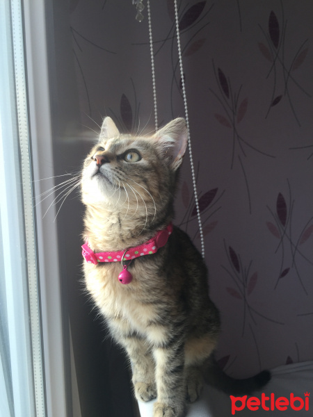 Tekir Kedi, Kedi  Mia fotoğrafı