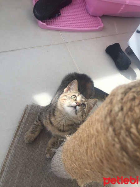 Tekir Kedi, Kedi  Mia fotoğrafı