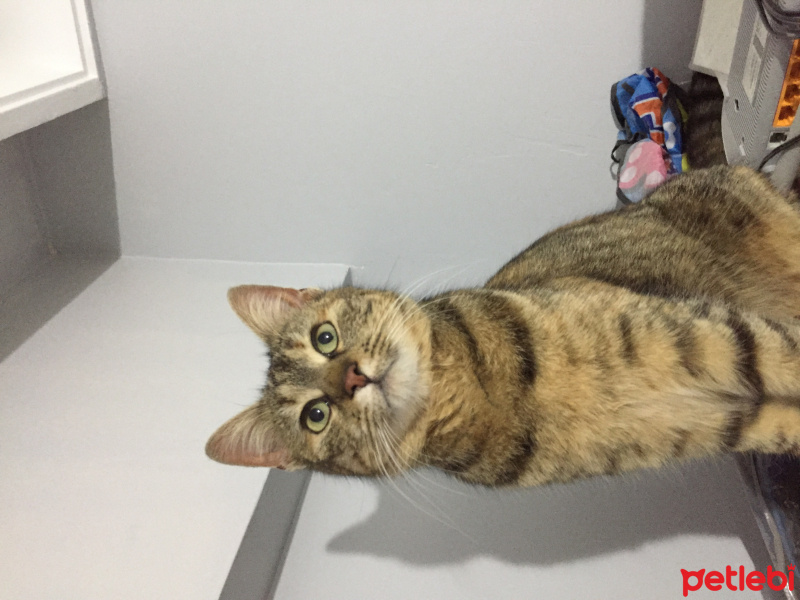 Tekir Kedi, Kedi  Mia fotoğrafı
