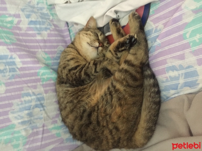 Tekir Kedi, Kedi  Mia fotoğrafı