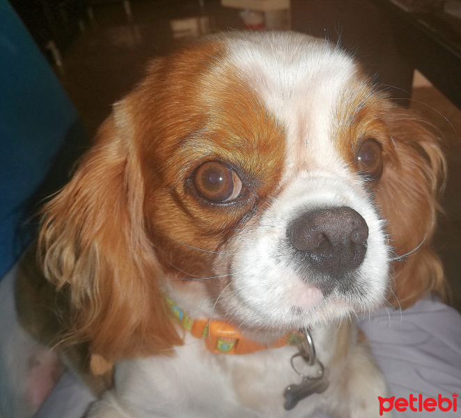 Cavalier King Charles Spanieli, Köpek  Oscar fotoğrafı