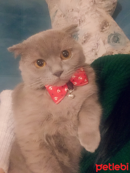 Scottish Fold, Kedi  Cookie fotoğrafı