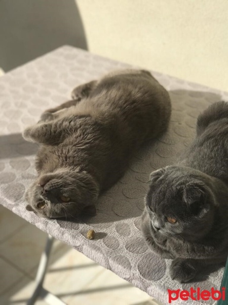 Scottish Fold, Kedi  Cookie fotoğrafı
