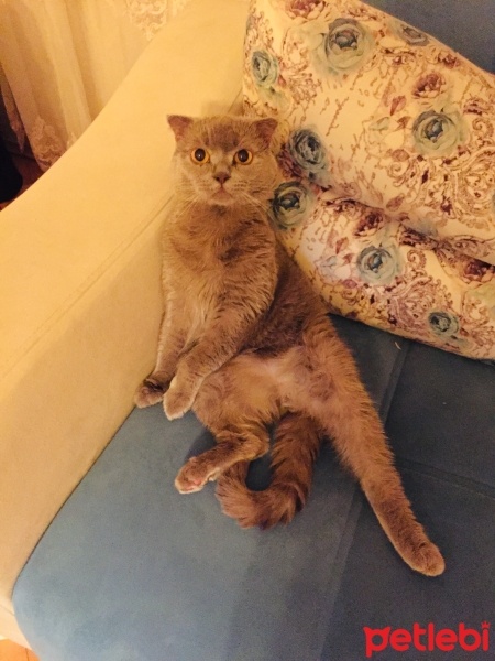 Scottish Fold, Kedi  Cookie fotoğrafı