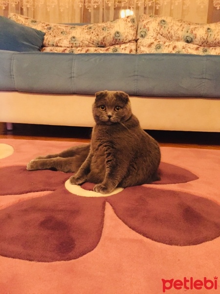Scottish Fold, Kedi  Cookie fotoğrafı