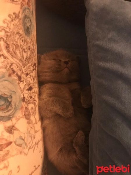 Scottish Fold, Kedi  Cookie fotoğrafı