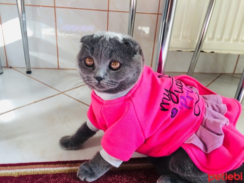 Scottish Fold, Kedi  Cookie fotoğrafı