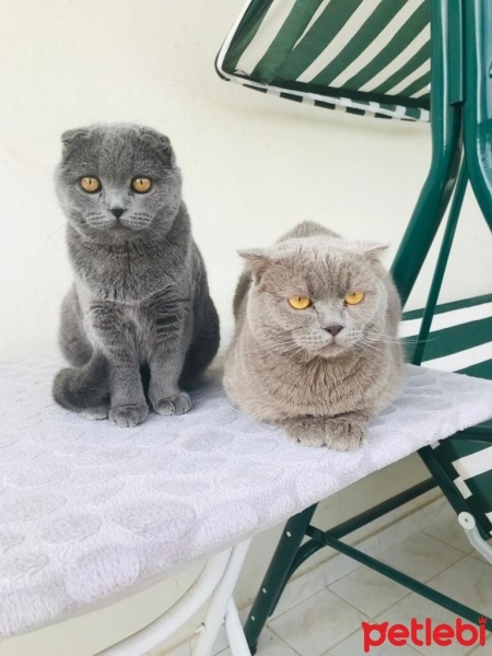 Scottish Fold, Kedi  Cookie fotoğrafı