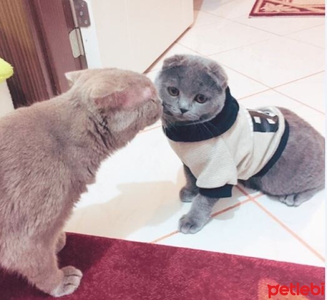 Scottish Fold, Kedi  Cookie fotoğrafı