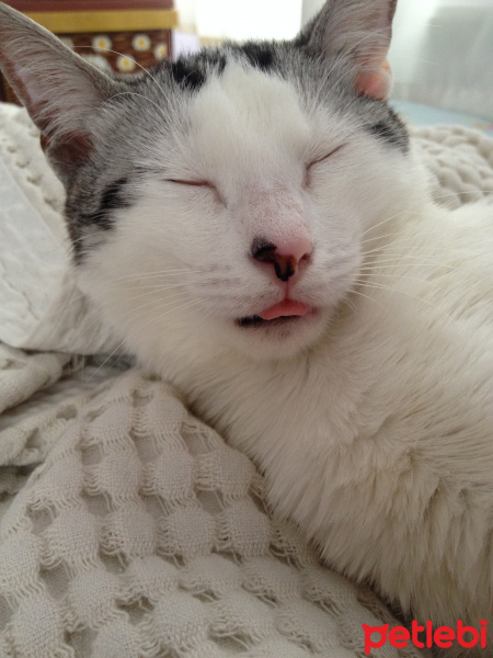 Tekir Kedi, Kedi  Filiz fotoğrafı