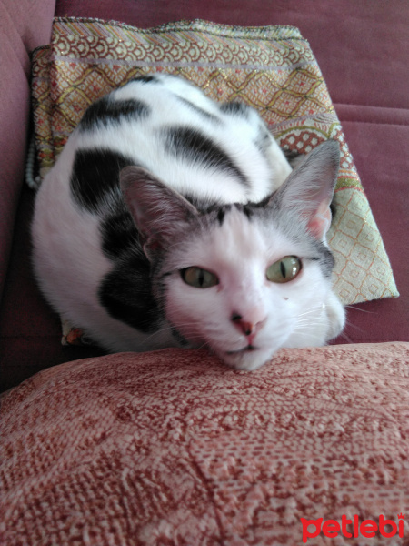 Tekir Kedi, Kedi  Filiz fotoğrafı