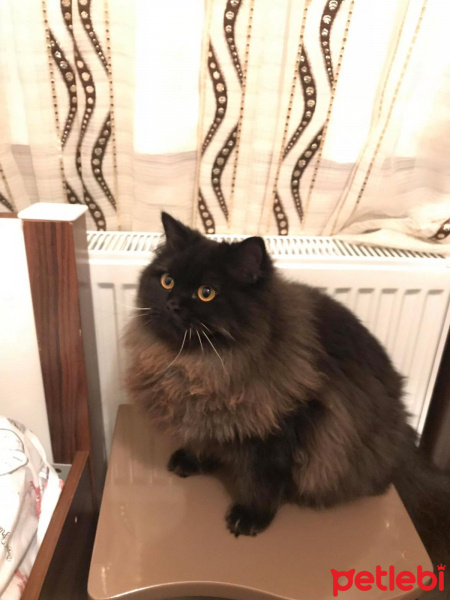 İran Kedisi (Persian), Kedi  Mia fotoğrafı