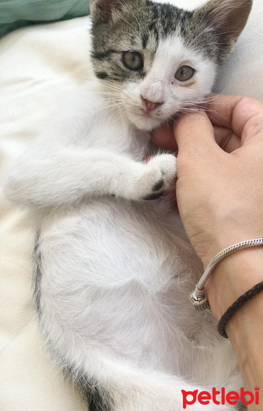 Tekir Kedi, Kedi  Fiona fotoğrafı