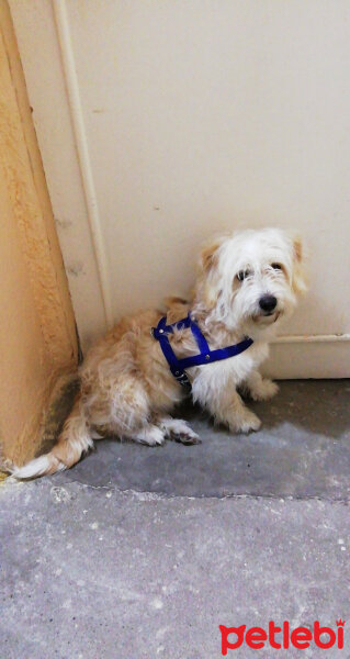 Maltese, Köpek  Ada fotoğrafı