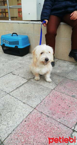 Maltese, Köpek  Ada fotoğrafı