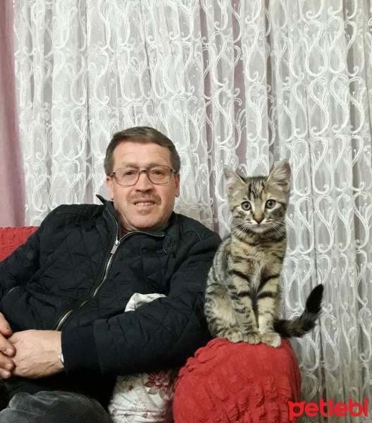 Tekir Kedi, Kedi  Ece fotoğrafı