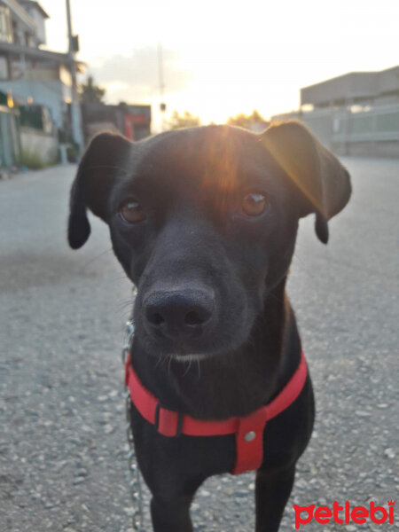 Minyatür Pinscher, Köpek  Ceku fotoğrafı