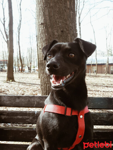 Minyatür Pinscher, Köpek  Ceku fotoğrafı