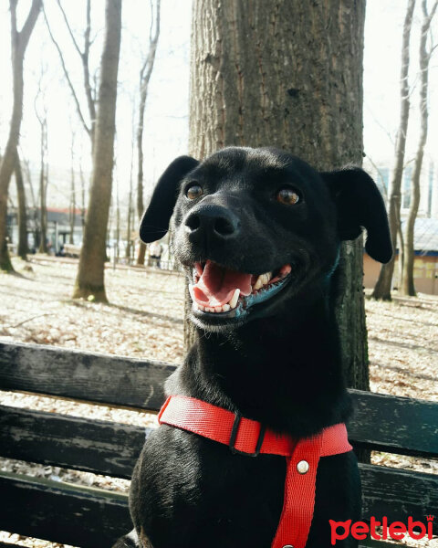 Minyatür Pinscher, Köpek  Ceku fotoğrafı