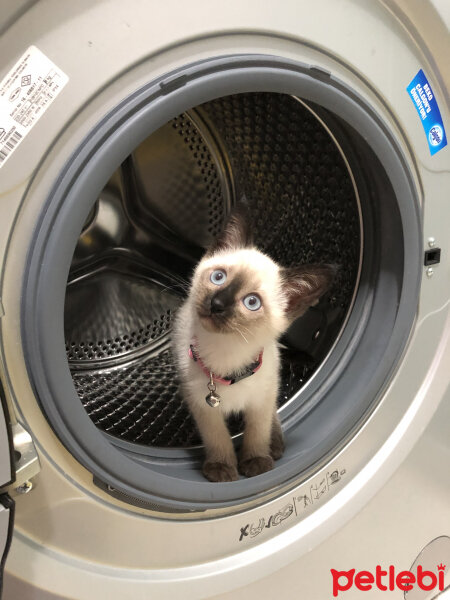 Siyam Kedisi, Kedi  Latte fotoğrafı