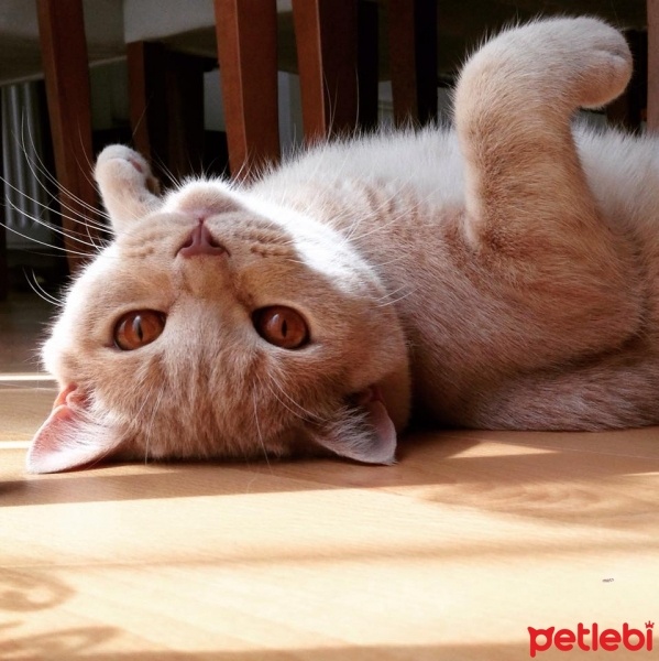 British Shorthair, Kedi  Pishi fotoğrafı