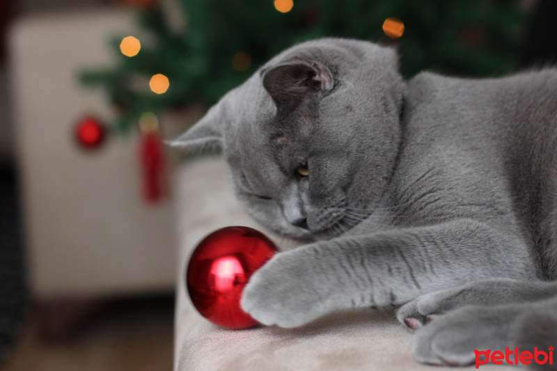 British Shorthair, Kedi  Paşa fotoğrafı