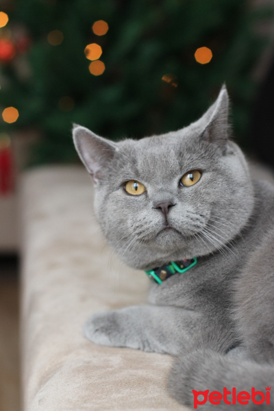 British Shorthair, Kedi  Paşa fotoğrafı