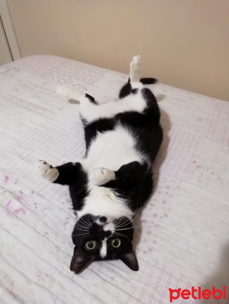 Tekir Kedi, Kedi  Gölge fotoğrafı
