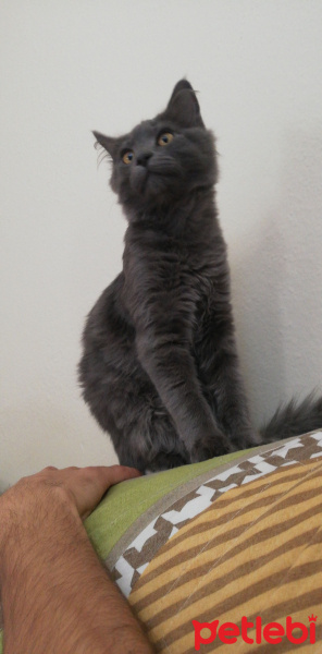British Shorthair, Kedi  Duman fotoğrafı