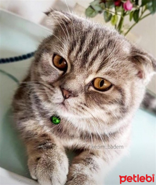 Scottish Fold, Kedi  Badem fotoğrafı