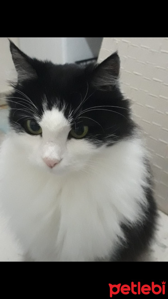 Tuxedo (Smokin) Kedi, Kedi  Mia fotoğrafı