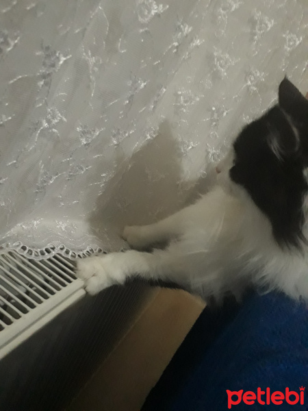 Tuxedo (Smokin) Kedi, Kedi  Mia fotoğrafı
