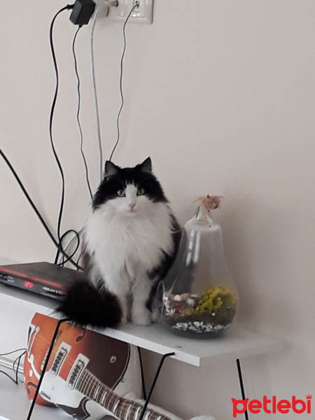 Tuxedo (Smokin) Kedi, Kedi  Mia fotoğrafı