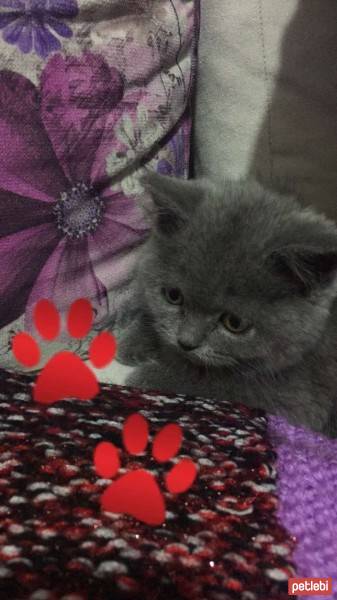 British Shorthair, Kedi  Mişa fotoğrafı