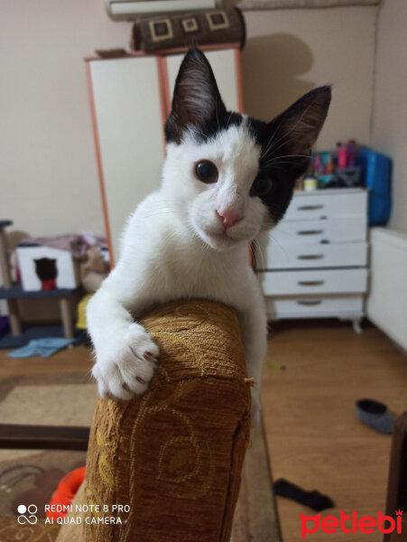 Tuxedo (Smokin) Kedi, Kedi  cirkin fotoğrafı