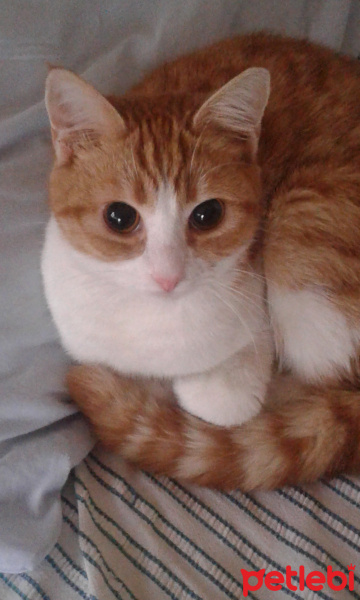 Sarman, Kedi  Kestane fotoğrafı